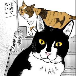 猫本部（実家）にて