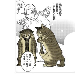 猫のお洋服